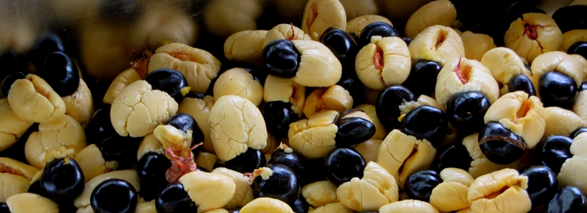 Ackee, Jamaica, CERLAC