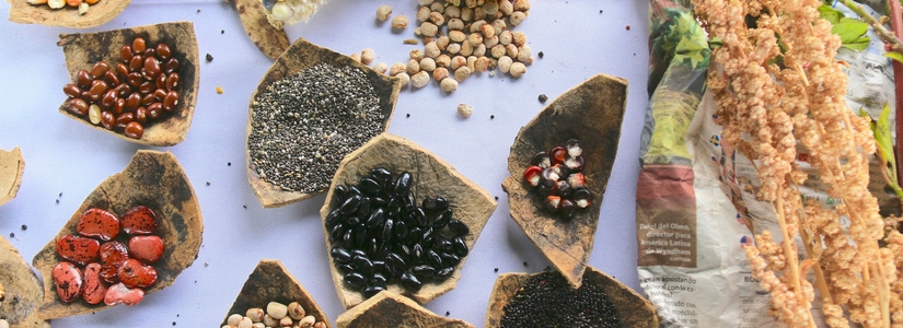 seeds, latin america, CERLAC