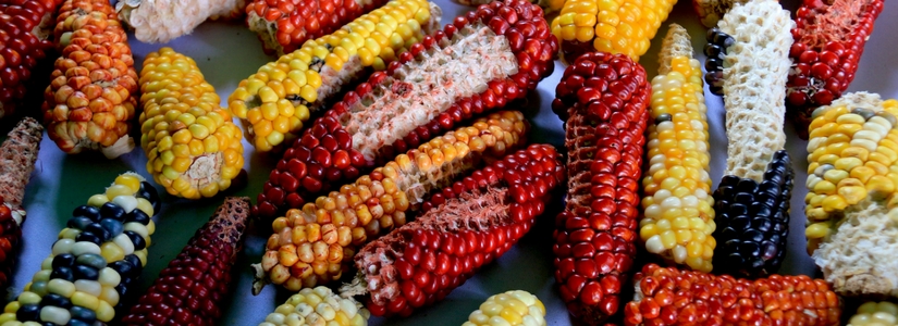 corn, latin america, cerlac
